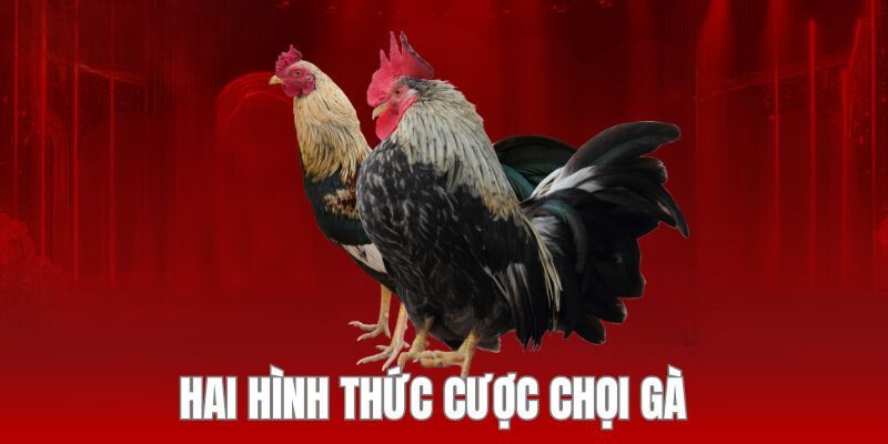 Hai hình thức chọi gà được 77Win triển khai hiện tại